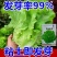 奶油生菜种子长势快耐寒耐热生菜叶片肥厚光滑甜脆春秋播种