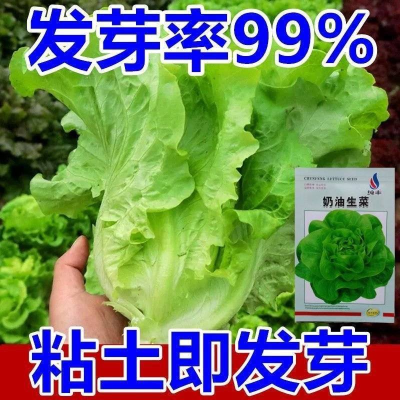 奶油生菜种子长势快耐寒耐热生菜叶片肥厚光滑甜脆春秋播种