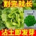 奶油生菜种子长势快耐寒耐热生菜叶片肥厚光滑甜脆春秋播种