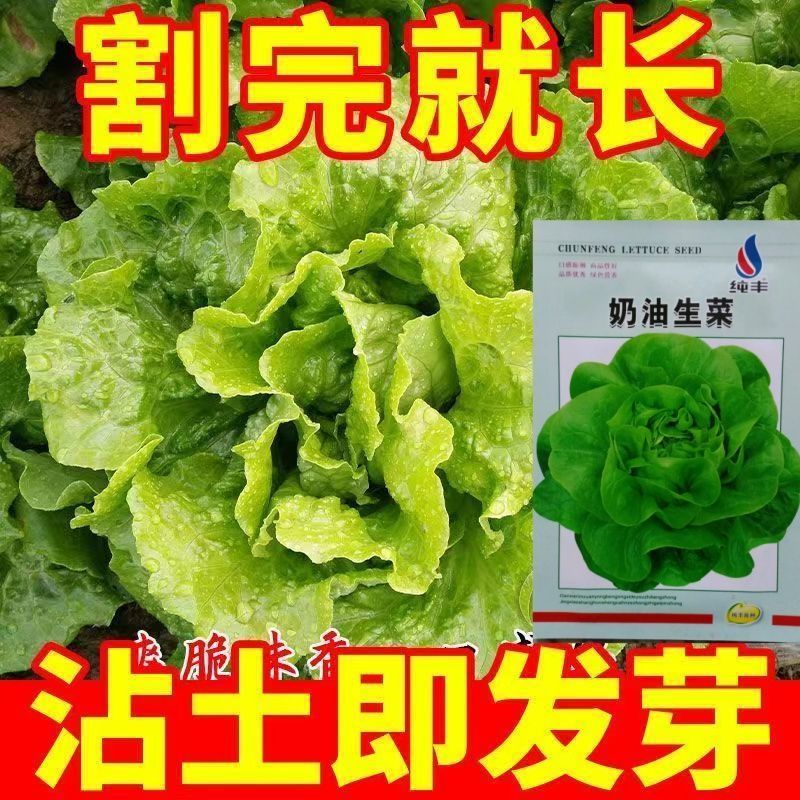 奶油生菜种子长势快耐寒耐热生菜叶片肥厚光滑甜脆春秋播种