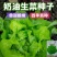 奶油生菜种子长势快耐寒耐热生菜叶片肥厚光滑甜脆春秋播种