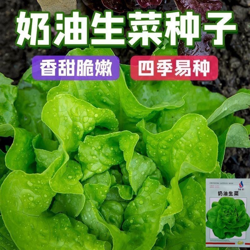 奶油生菜种子长势快耐寒耐热生菜叶片肥厚光滑甜脆春秋播种