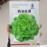奶油生菜种子长势快耐寒耐热生菜叶片肥厚光滑甜脆春秋播种