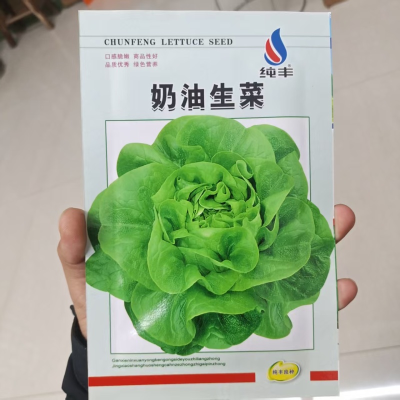 奶油生菜种子长势快耐寒耐热生菜叶片肥厚光滑甜脆春秋播种