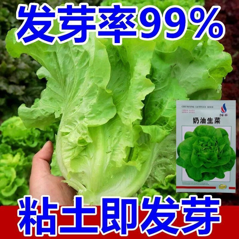 奶油生菜种子长势快耐寒耐热生菜叶片肥厚光滑甜脆春秋播种