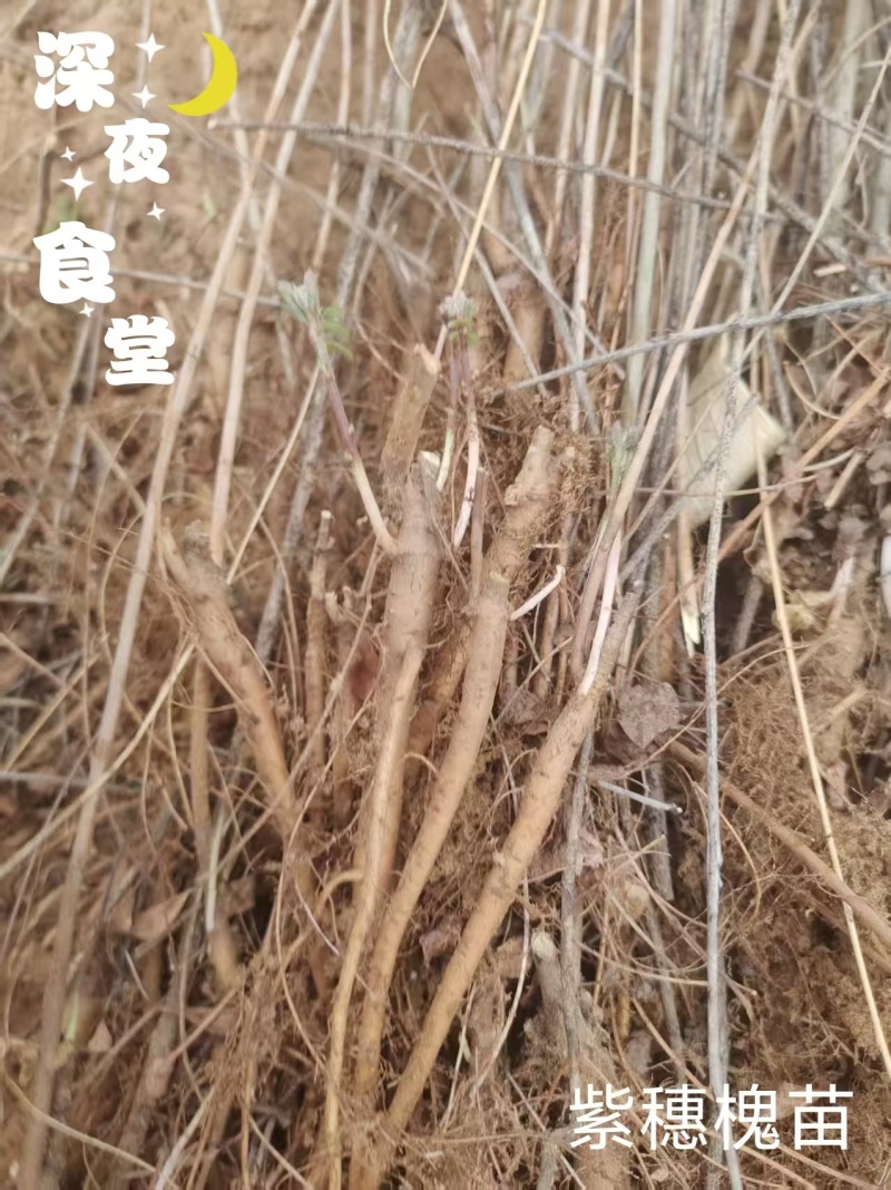 紫穗槐苗