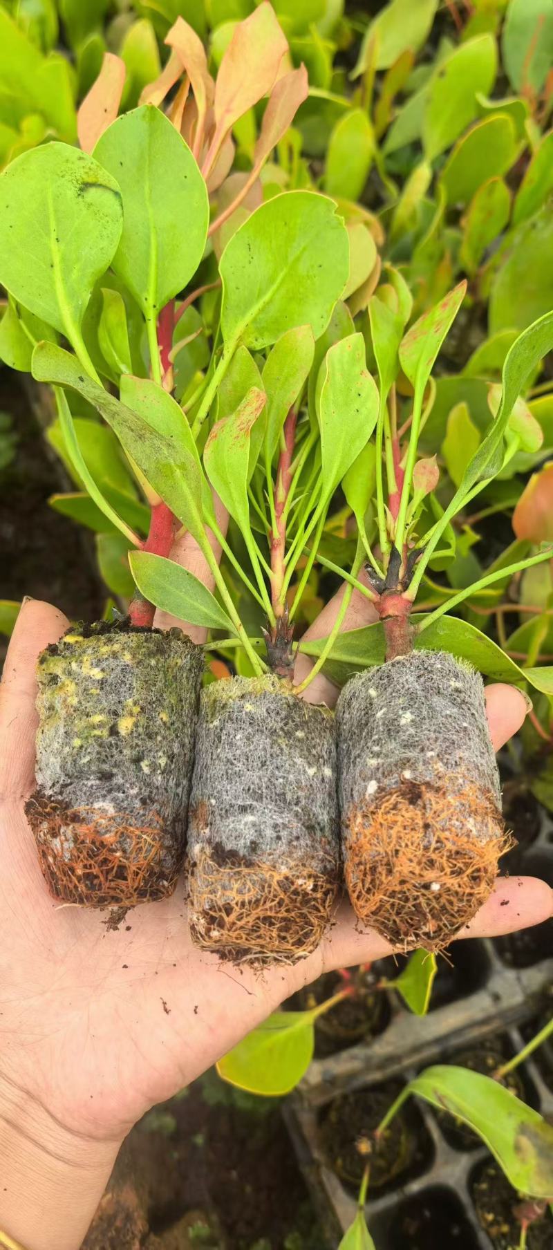 粉白帝王花袋苗用于园林工程绿化全国各地可发货