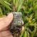 粉白帝王花袋苗用于园林工程绿化全国各地可发货