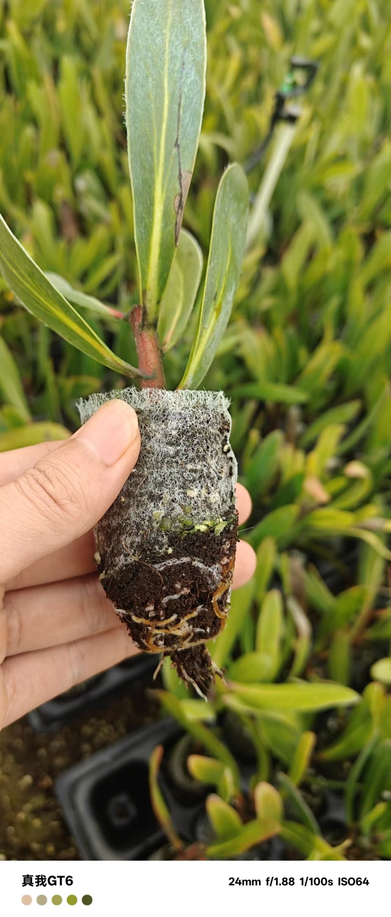 粉白帝王花袋苗用于园林工程绿化全国各地可发货
