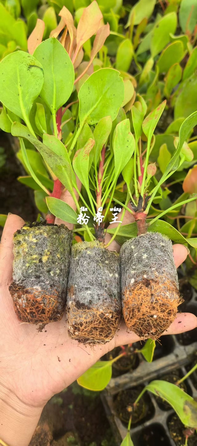 粉白帝王花袋苗用于园林工程绿化全国各地可发货