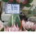 粉白帝王花袋苗用于园林工程绿化全国各地可发货