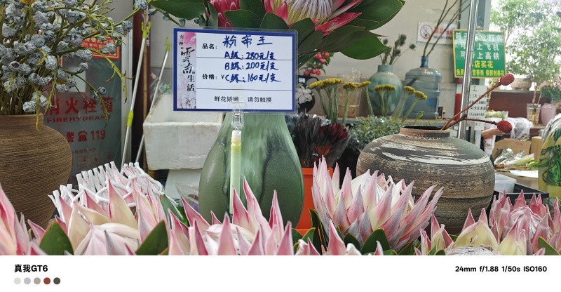 粉白帝王花袋苗用于园林工程绿化全国各地可发货
