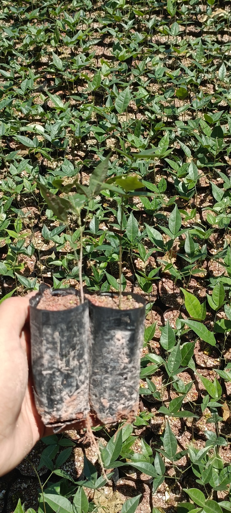 高产小叶牛大力种苗