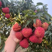 海南火山荔枝超大荔枝自家果园已上市支持各大渠道一件代发