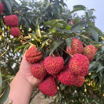 海南火山荔枝超大荔枝自家果园已上市支持各大渠道一件代发