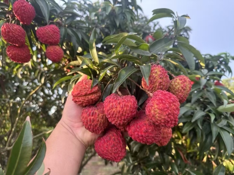海南火山荔枝超大荔枝自家果园已上市支持各大渠道一件代发