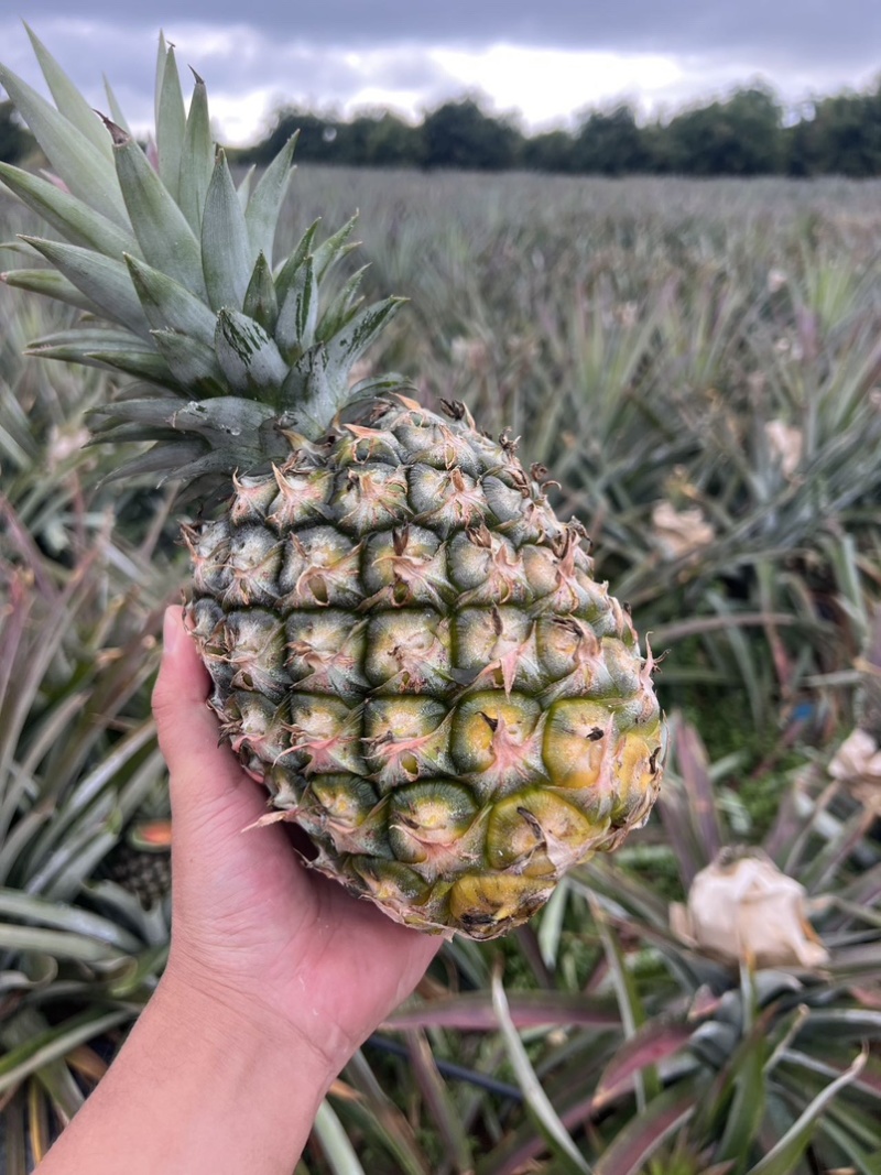 海南火焰山凤梨支持整车物流航空落地配各大电商一件代发货