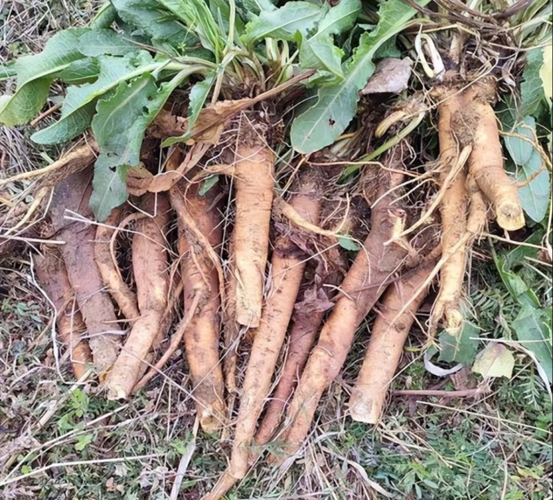 干净无泥不带叶辽宁本溪野生鲜土大黄高寒高海拔大黄素含量高