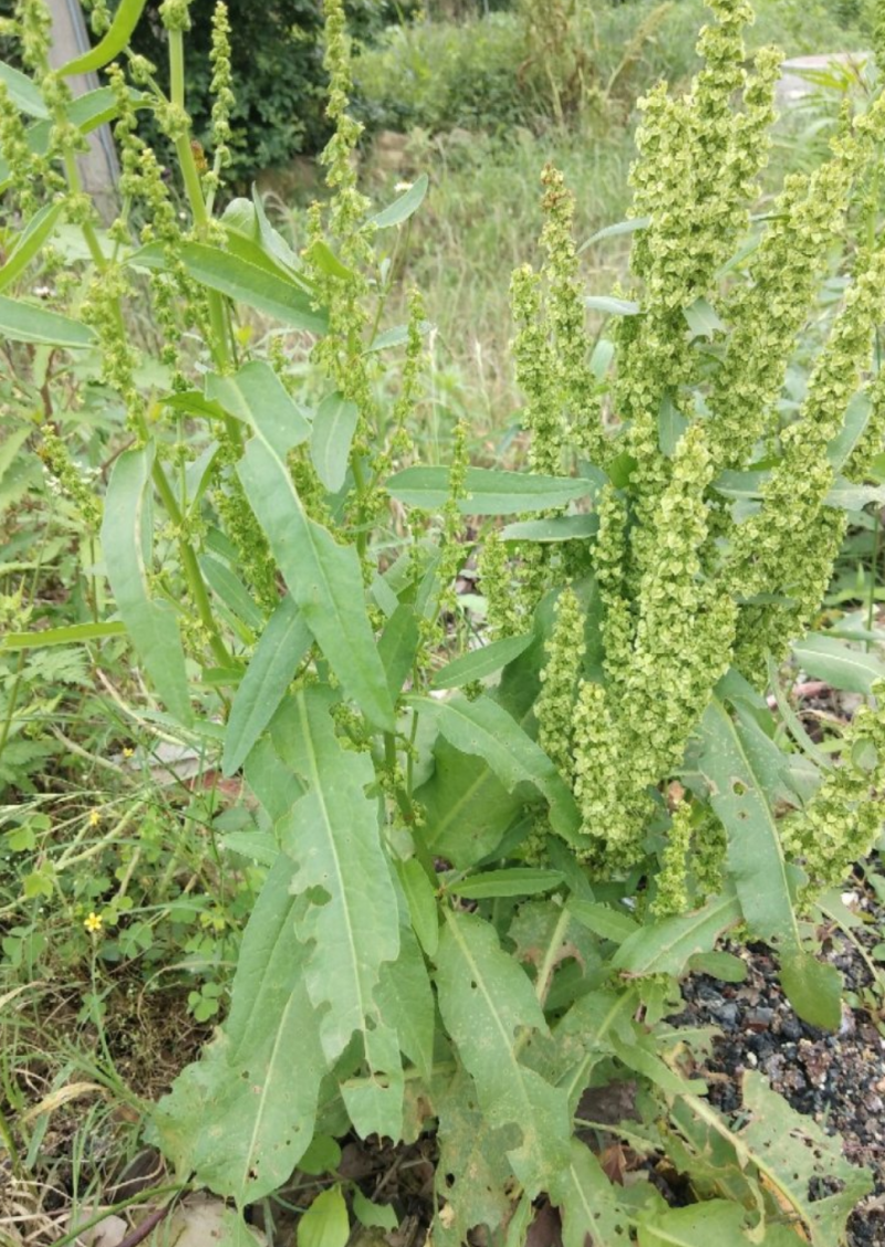 干净无泥不带叶辽宁本溪野生鲜土大黄高寒高海拔大黄素含量高