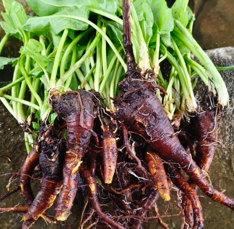 干净无泥不带叶辽宁本溪野生鲜土大黄高寒高海拔大黄素含量高