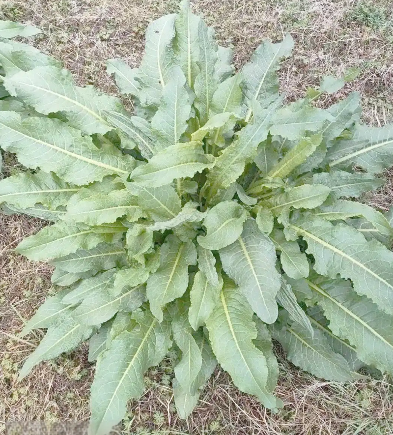 干净无泥不带叶辽宁本溪野生鲜土大黄高寒高海拔大黄素含量高