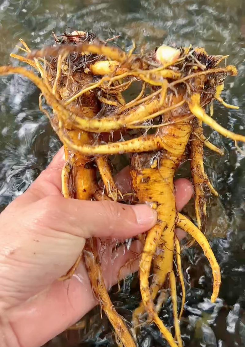 干净无泥不带叶辽宁本溪野生鲜土大黄高寒高海拔大黄素含量高