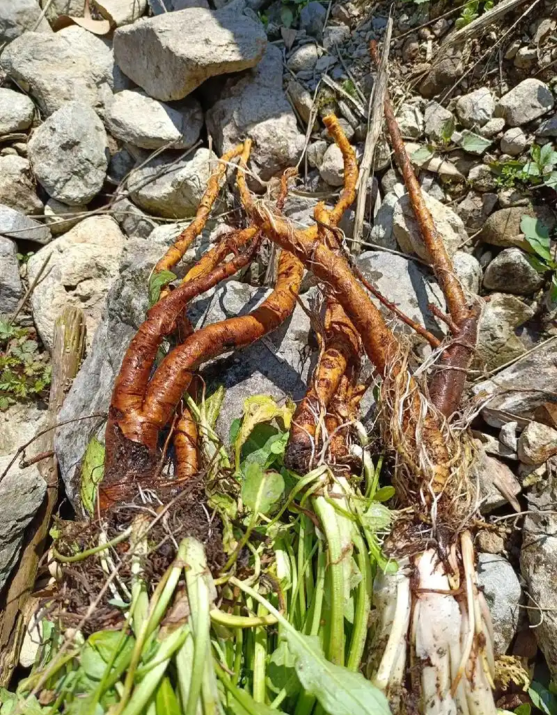 干净无泥不带叶辽宁本溪野生鲜土大黄高寒高海拔大黄素含量高