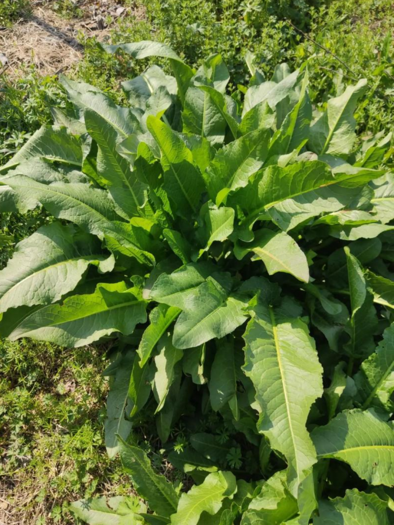 干净无泥不带叶辽宁本溪野生鲜土大黄高寒高海拔大黄素含量高