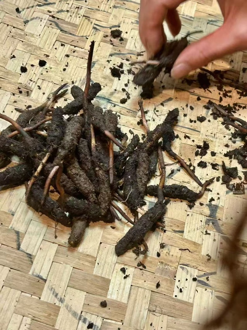 正宗虫草自产自销源头直供V：***********