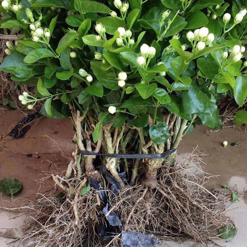 茉莉花种植基地