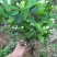 茉莉花种植基地