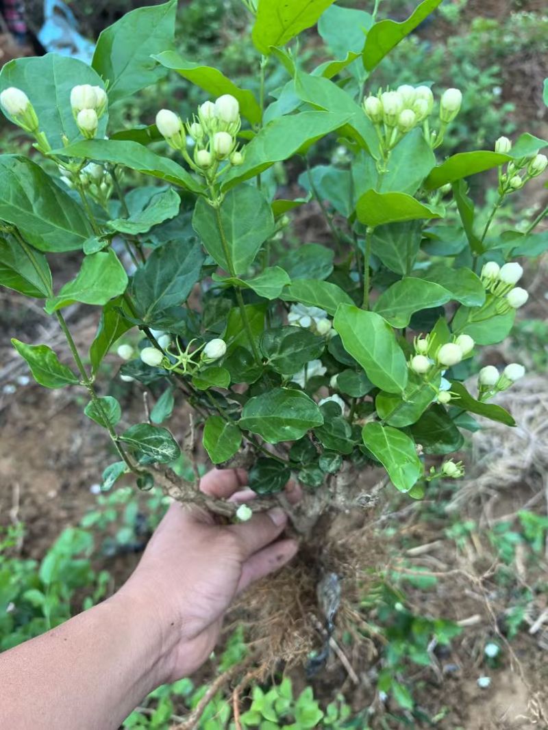 茉莉花种植基地