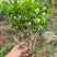 茉莉花种植基地
