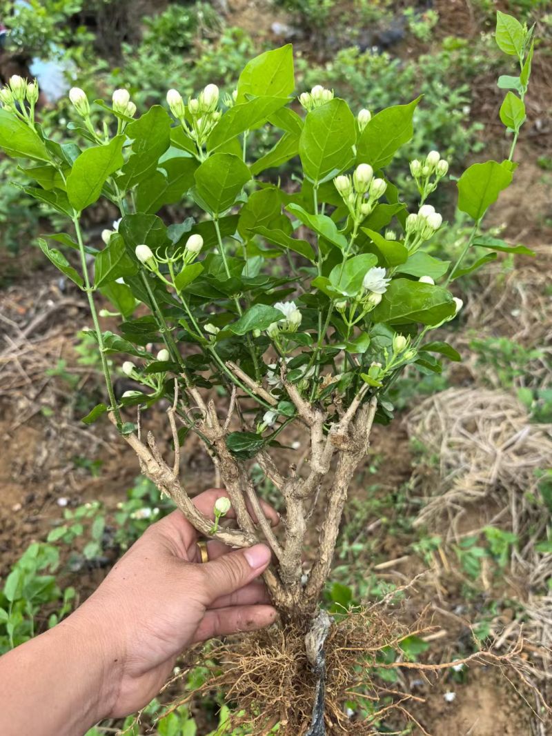 茉莉花种植基地