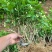 茉莉花种植基地