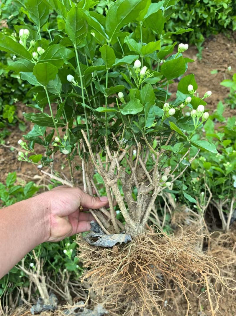 茉莉花种植基地
