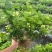 茉莉花种植基地