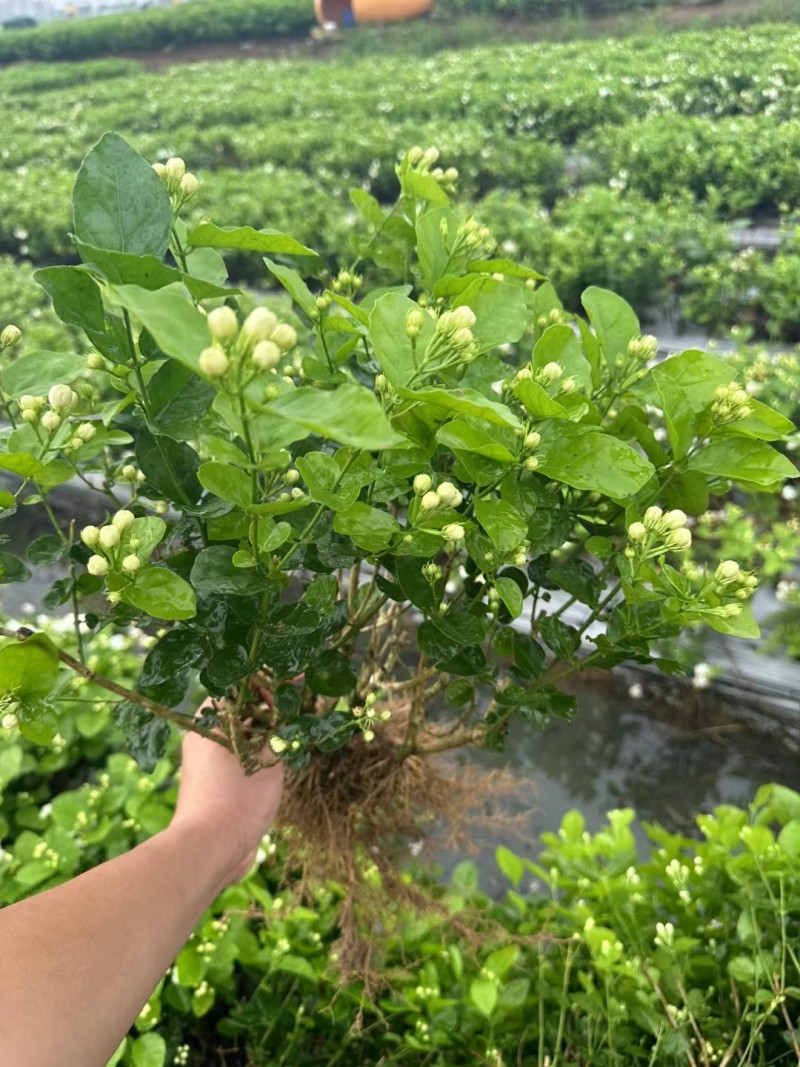 茉莉花种植基地