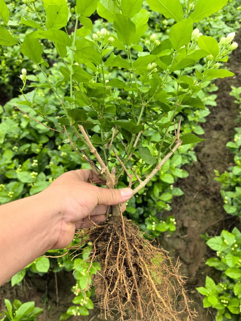 茉莉花种植基地