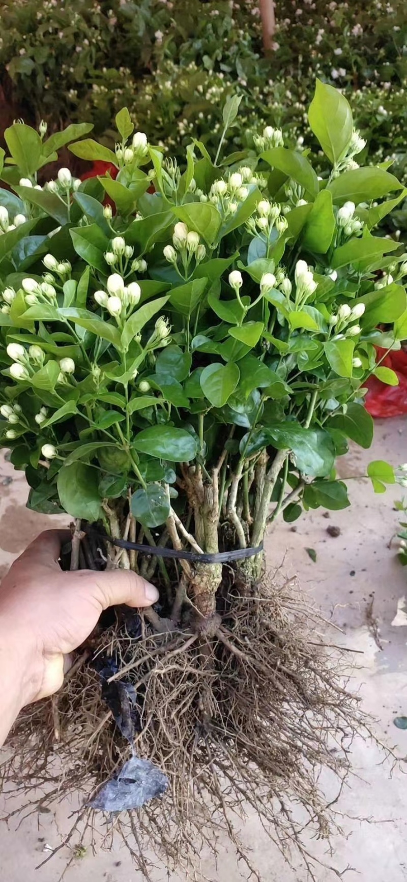 茉莉花种植基地