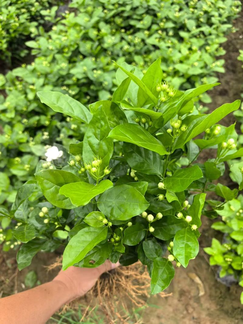 茉莉花种植基地