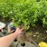茉莉花种植基地