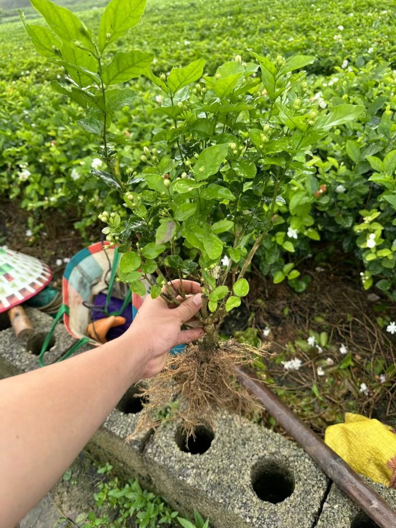 茉莉花种植基地