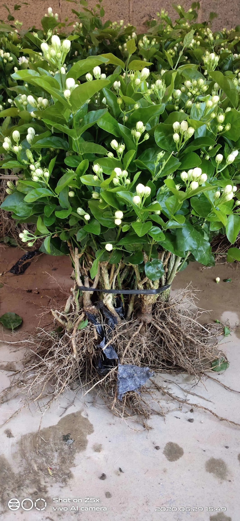 茉莉花种植基地