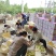 湖北西洋李青黄李子大量上市中整车发
