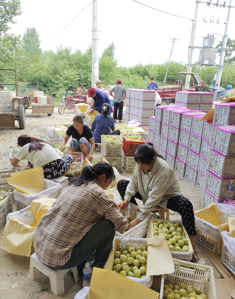湖北西洋李青黄李子大量上市中整车发