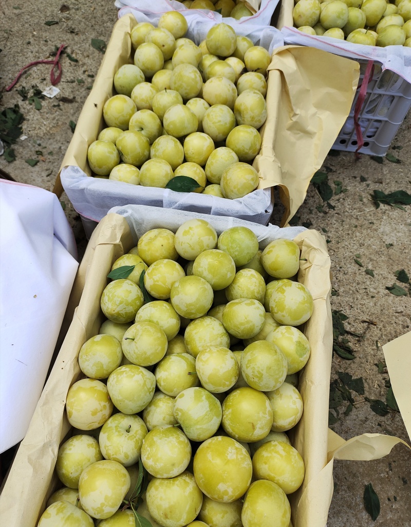 湖北西洋李青黄李子大量上市中整车发
