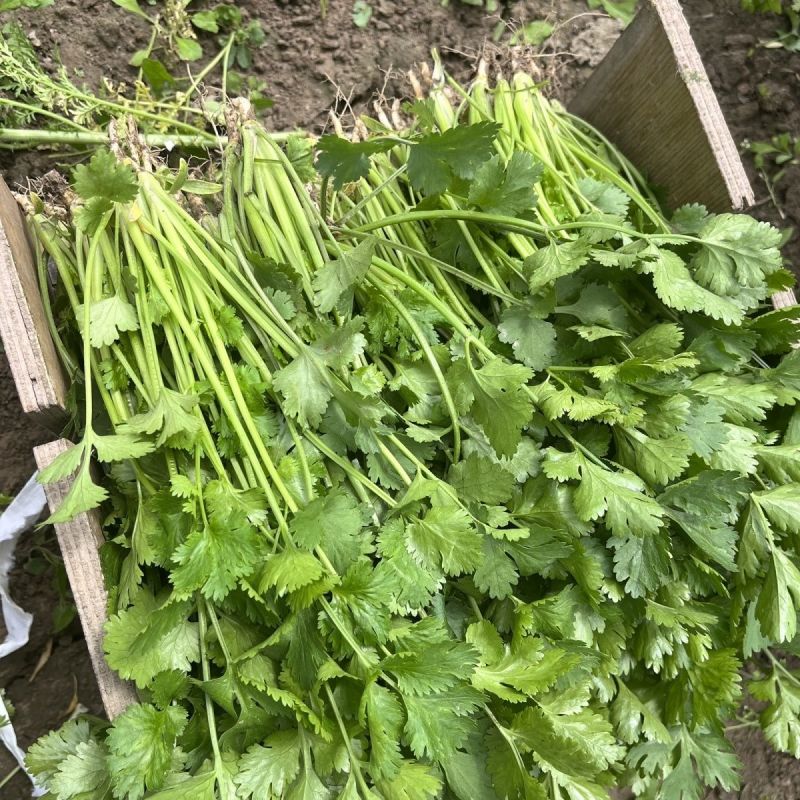 集美香菜种子速生秋播大叶芫荽耐热耐寒耐抽苔阳台盆栽蔬菜种