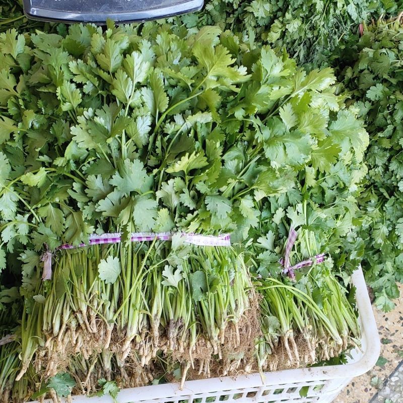 集美香菜种子速生秋播大叶芫荽耐热耐寒耐抽苔阳台盆栽蔬菜种