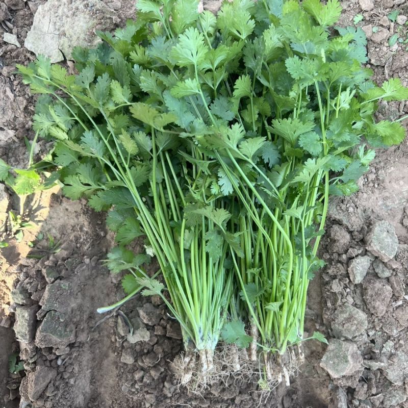 集美香菜种子速生秋播大叶芫荽耐热耐寒耐抽苔阳台盆栽蔬菜种
